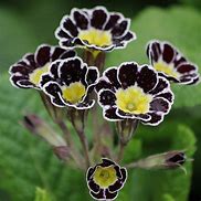 Image result for Primula elatior Gold Lace Black