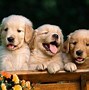 Image result for Cute Puppies Wallpaper