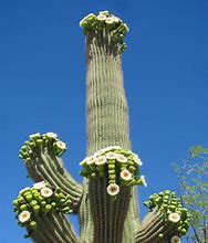 Image result for Blooming Cactus Plants