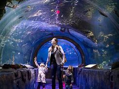 Image result for Mall of America Attractions