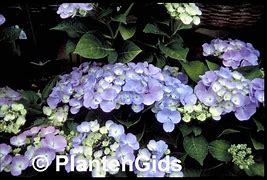 Bildergebnis für Hydrangea macrophylla Blauling