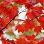 Image result for Fall Trees Background Computer
