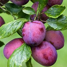 Image result for Prunus domestica Pamelse Datjes