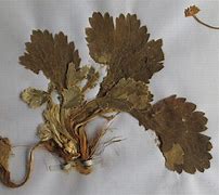 Image result for Anemone trullifolia
