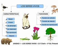 Image result for Que Son Las Caracteristicas