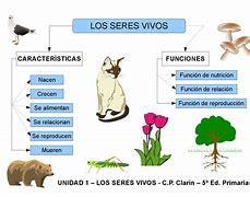 Image result for Caracteristicas Comunes De Los Seres Vivos