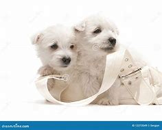 Image result for White Purse Dog