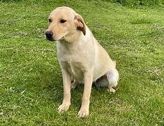 Image result for Trained and Fixed Dogs for Sale