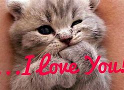 Image result for Cat Saying I Love You