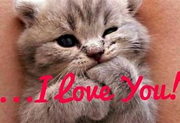 Image result for Love You Cute Cat