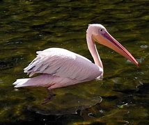 Image result for Pink Pelican Pursuit