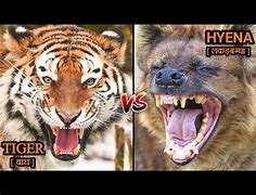 Image result for Tiger Kills Hyena
