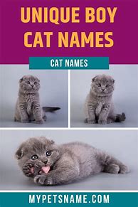 Image result for Boy Cat Names
