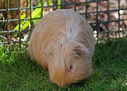 Image result for Giant Guinea Pig