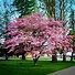 Image result for Pink Dogwood Trees