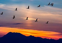 Image result for Mirating Birds