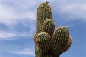 Image result for Phoenix Cacti