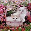 Image result for Funny Cat and Flower