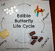 Image result for Paper Plate Life Cycle of a Butterfly with Pasta