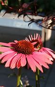 Image result for Echinacea purpurea Sunset ®
