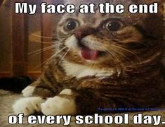 Image result for Clean Cat Memes School