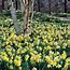 Image result for Narcissus lobularis