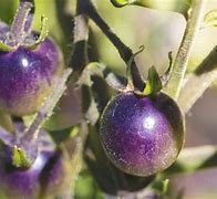 Image result for Small Purple Tomatoes