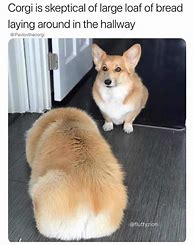 Image result for Funny Fat Dogs