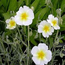 Helianthemum Snow Queen 的图像结果