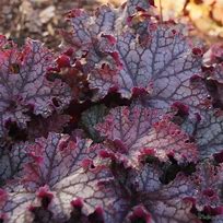 Image result for Heuchera Can Can