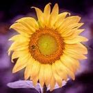Image result for Sunflower Background Wallpaper HD