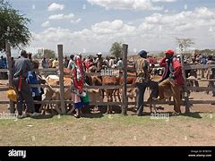 Image result for Cattle Market Areas in Kenya