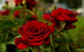 Image result for Field of Red Roses