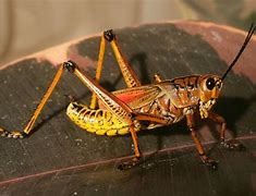 Image result for Grasshopper Like Insect