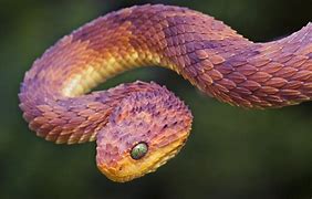 Image result for Snake