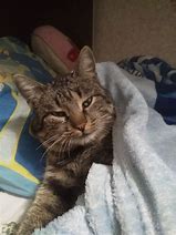 Image result for tabby cats memes templates