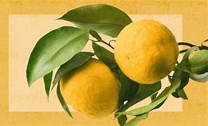Image result for Mandarin Orange Fruit