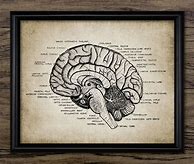 Image result for Vintage Brain Anatomy