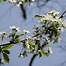 Image result for Prunus avium Kordia