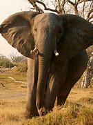 Image result for elefanc�a