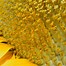 Image result for Sunflower iMac