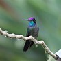 Image result for Campylopterus Trochilidae