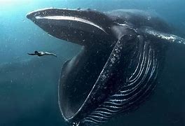 Image result for Biggest Sea Creature Ever