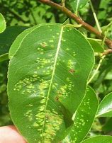 Image result for Yellow Spots On Apple Leaves