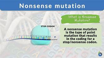 Image result for Nonsense Mutation