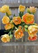 Image result for Tulipa Charming Beauty