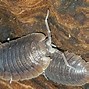 Image result for Giant Isopod in Garage