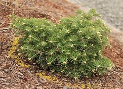 Image result for Abies concolor Scooter
