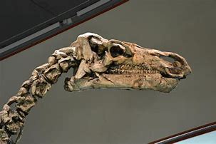 Image result for Iguanodon Skull