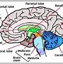 Image result for Brain Model Drawing